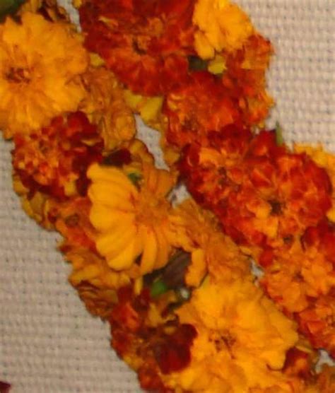 Marigold Flower Seeds Rasta Seed Clothing