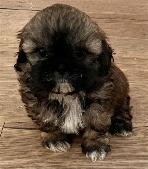 Shih Tzu Szczeniak Suczka J Drzychowice Olx Pl