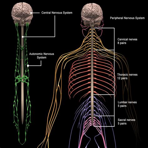 Nervous System Assessment