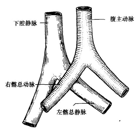 右髂总动脉与左髂总静脉的位置关系 外科解剖学 医学