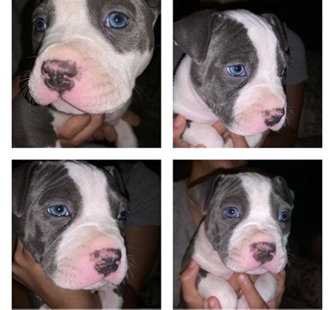 63+ American Bull Terrier Puppies - l2sanpiero