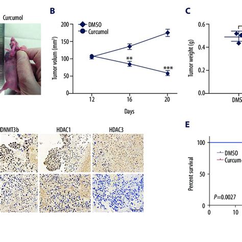 Curcumol Decreases Cslcs Self Renewal In Vivo A Tumor Bearing Nude