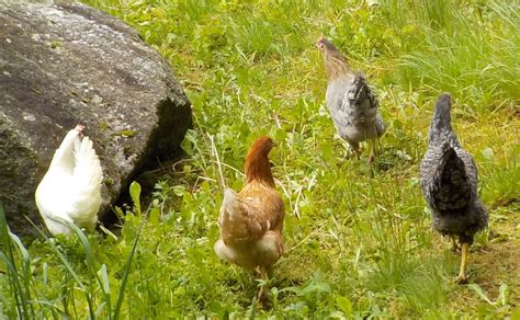 Senones Quatre poules accueillies dans le jardin du collège