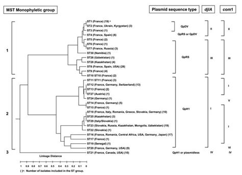 Figure Dendrogram Of The Genetic Relatedness Among The 30 Different