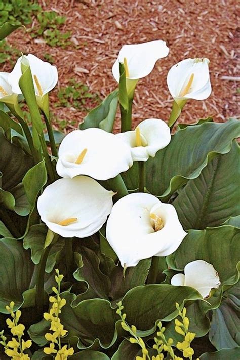 How To Plant Calla Lily Outdoor Complete Growing Care Tips Artofit