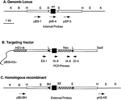 Targeting Of The Mouse Igf 1 Locus A Restriction Map Of The Wild Type