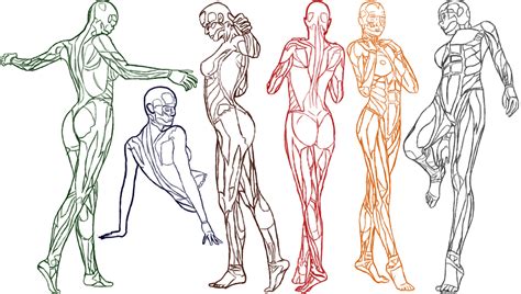 Human Anatomy Female Body Drawing : Pin On Ideias | Bodenuwasusa