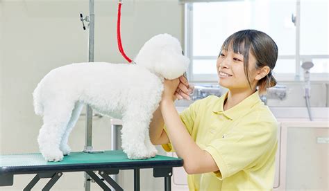 オープンキャンパス 動物看護師、トリマー 大宮国際動物専門学校 埼玉・大宮