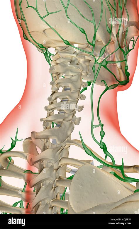 Cervical Lymph Nodes Stockfotos Und Bilder Kaufen Alamy