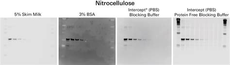 Optimizing Chemiluminescent Western Blots