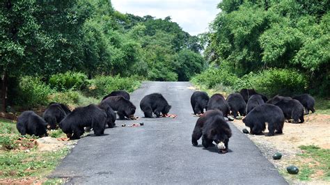 Wildlife Sos Saving India S Wildlife