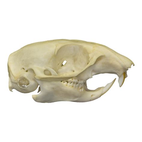 Real Tree Squirrel Skull — Skulls Unlimited International Inc