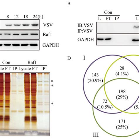 Identification Of Raf1 Interacting Proteins In Three Independent