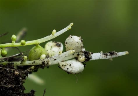 virtual flora  wisconsin image details