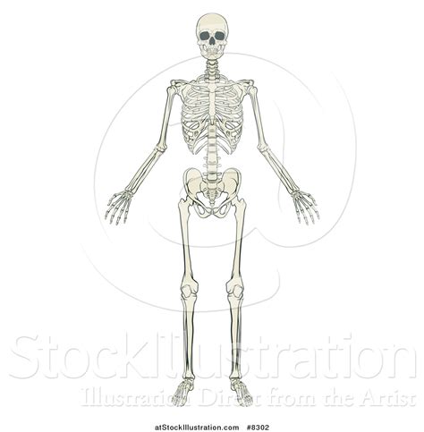 Vector Illustration Of An Anatomically Correct Human Skeleton By