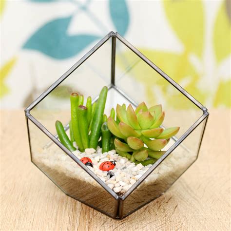 Succulent Glass Cube Terrarium Kit By Dingading