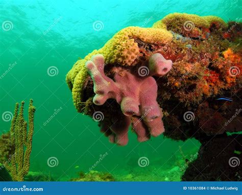 Sponge Coral Stock Photo Image Of Coral Reef Florida 10361084