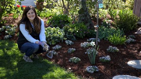 Mass Planting Blushing Princess Alyssum