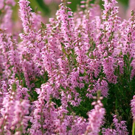 Common Heather Is Beautiful Cute Plant That Blooms Generously Here Are