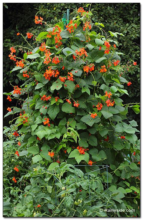 How To Grow Scarlet Runner Beans An Edible Ornamental