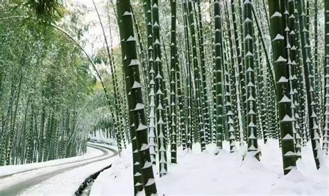 V观话题丨泼天的雪花到四川成都下起头皮雪你那里下雪了吗 川观新闻