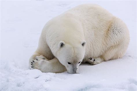 Smelling The Snow By Marco Gaiotti On 500px Polar Bear Arctic Sea Polar