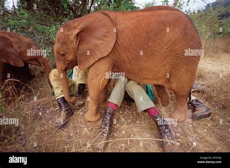 African Elephant Loxodonta Africana Orphan Called Natumi 9 Month Old Wants Attention From