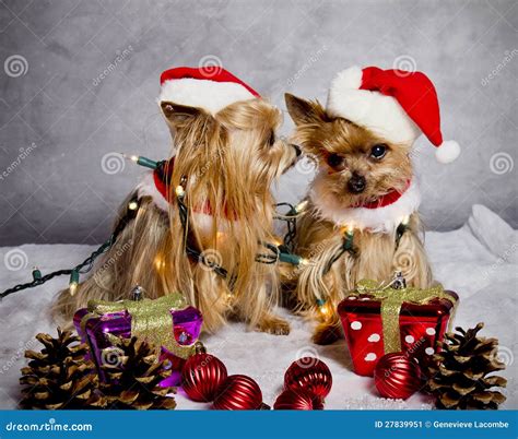 Christmas Yorkshire Terrier Dogs Stock Image Image Of Christmas