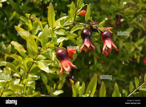 Granatapfelbaum Hi Res Stock Photography And Images Alamy