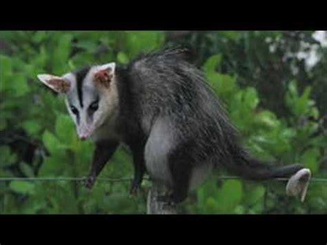Importancia de Didelphis marsupialis - YouTube