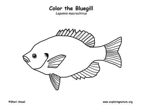 Bluegill – Coloring Nature