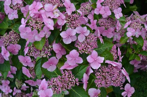 Hydrangea Macrophylla Mariesii Perfecta Potted Shrubs Gee Tee Bulbs UK