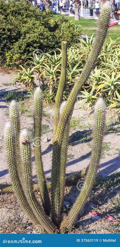 Exotic Plants. Cactus Park. Stock Image - Image of flattened, earth ...