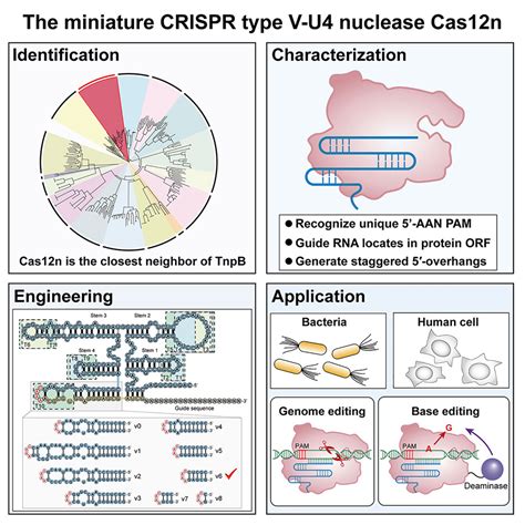 Cas12n Nucleases Early Evolutionary Intermediates Of Type V CRISPR