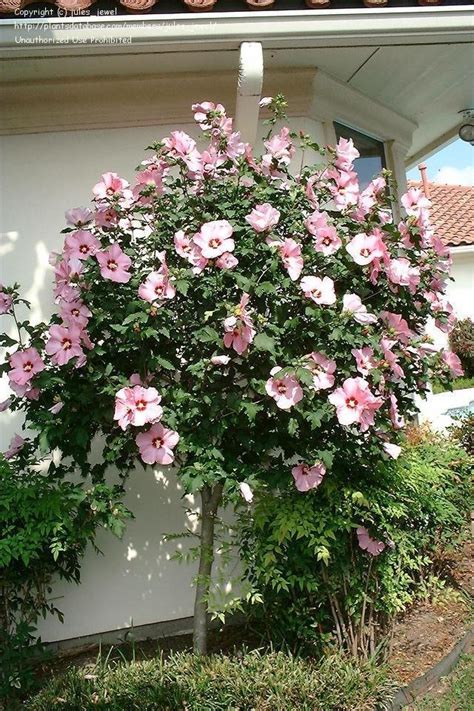 Plantfiles Pictures Hibiscus Rose Of Sharon Shrub Althea Hibiscus