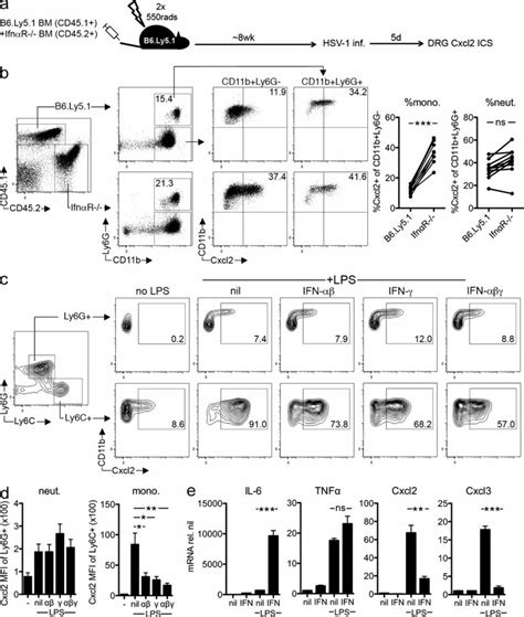 Type I Ifn Signaling Directly Suppresses Cxcl Expression By Monocytes