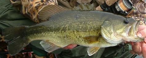 Largemouth Bass Micropterus Salmoides