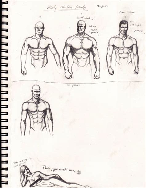 Muscle Study By Cptcuddles On Deviantart