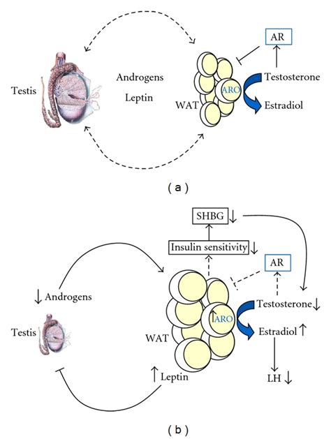 Reciprocal Interplay Between White Adipose Tissue WAT And Testis A