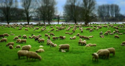 Hd Wallpaper Herd Of Sheep On Green Grass Field Flock Wool Hats