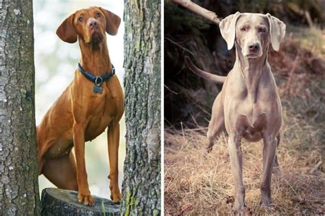 Hungarian Vizsla vs Weimaraner - Breeds Compared | It's A Vizsla