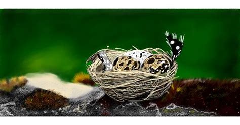 Drawing Of Nest By Chaching Drawize Gallery