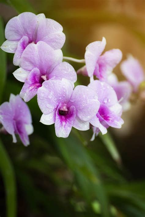 Dendrobium Orchid Purple Orchid Flowerstropical Flower Bloompink