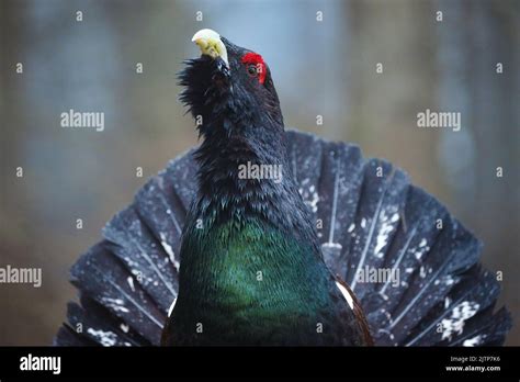 The Western Capercaillie Tetrao Urogallus Also Known As The Eurasian