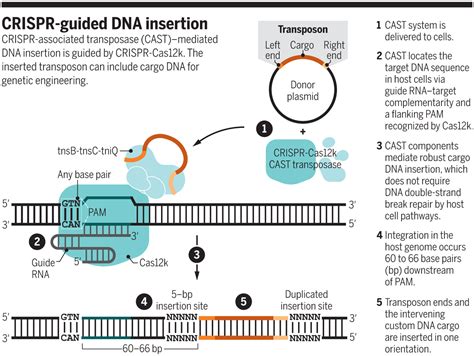 Inserting DNA With CRISPR Science