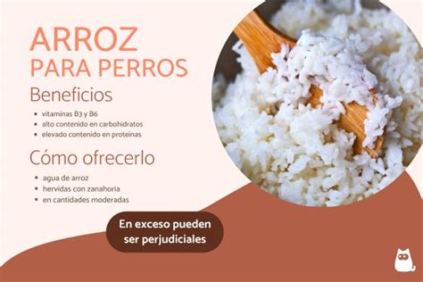 Los Perros Pueden Comer Arroz Consejos De Expertos