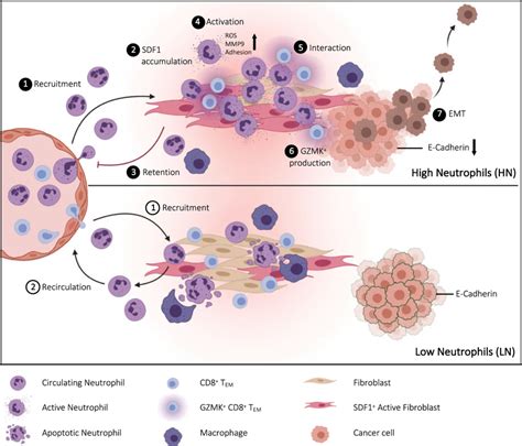 Graphical Model Abundance Of Cd High Neutrophils In The Tumor