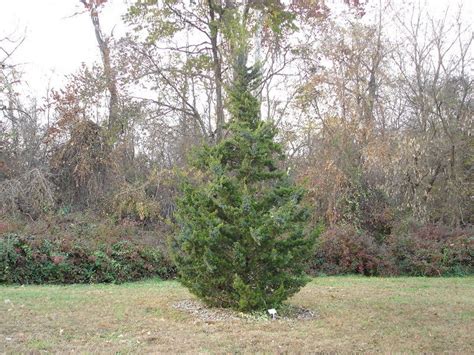 PlantFiles Pictures Red Cedar Juniper Canaert Eastern Red Cedar