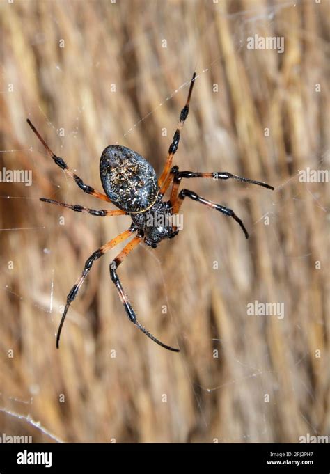 African Hermit Spider Nephilingis Cruentata In Its Web Under The