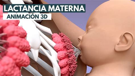 Lactancia materna Animación 3D YouTube